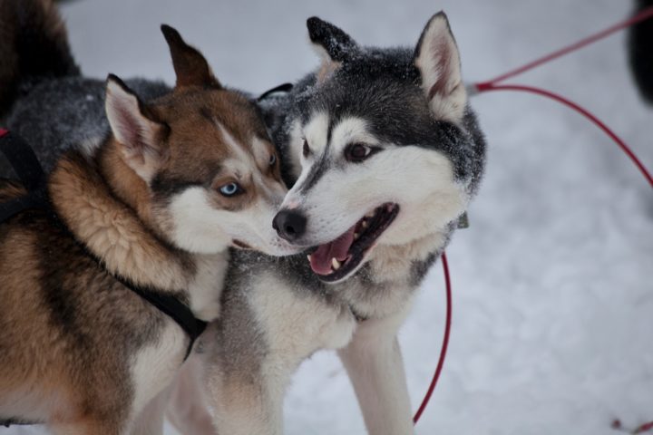 Eine Woche über dem Polarkreis: Saariselkä
